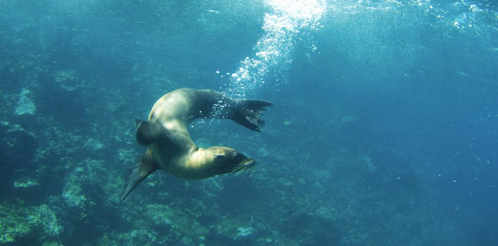 One World Trips - Marine Tours - Galapagos Cruises